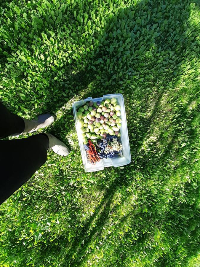Quinta Da Peca Douro Vinhateiro 빌라레알 외부 사진