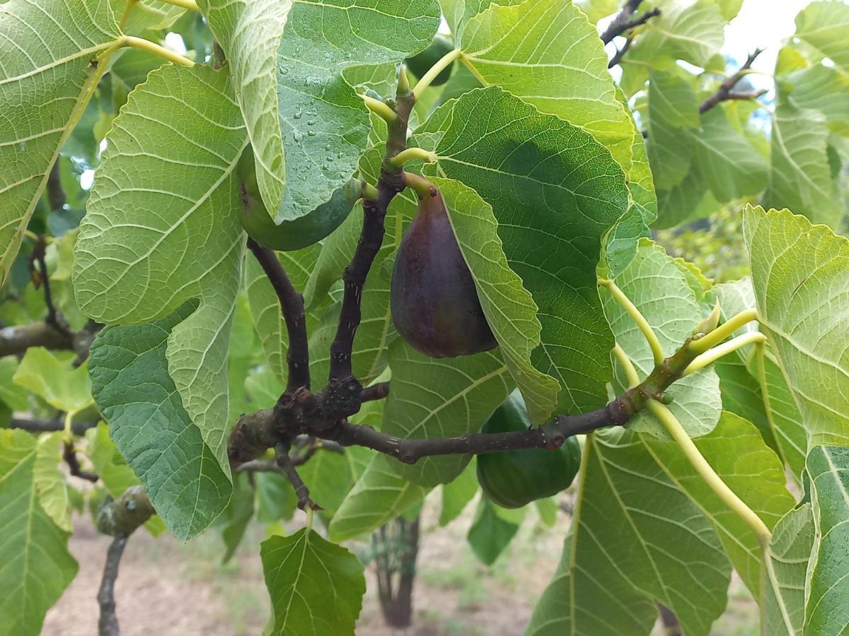 Quinta Da Peca Douro Vinhateiro 빌라레알 외부 사진